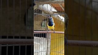 Download lagu suara burung sogon ngurak tapi gacor #pancingansogokotong #kicaumania #birds mp3 Download lagu suara burung sogon ngurak tapi gacor #pancingansogokotong #kicaumania #birds mp3