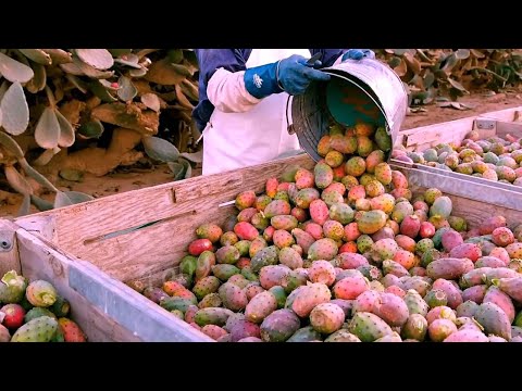 Cultivation And Harvesting Prickly Pear - Amazing agriculture Technology - Prickly Pear Processing