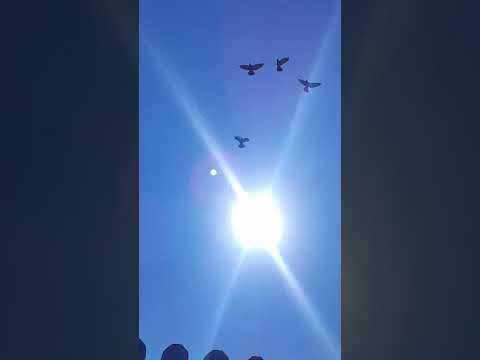 એક કરોડ રૂપિયાનું પક્ષીઘર | ઘુમાસણ ગામ | Ghumasan Village |