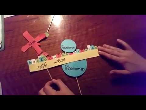 Proteinbiosynthese