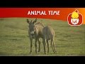 Animal Time Cartoon For Children Luli TV