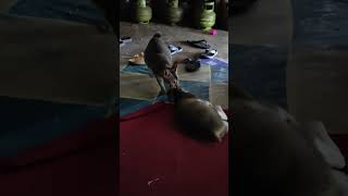 Download lagu #kucing #indukkucing #pocox5pro mp3
