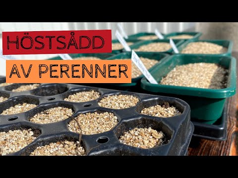SÅ PERENNER - Dags att så fler perenner under hösten för plantor till nästa år - höstsådd