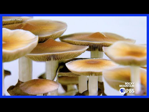 Advocates want 'magic' mushroom therapy legalized for treating mental health issues