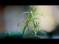 Rainy Season Whatsapp Status Video