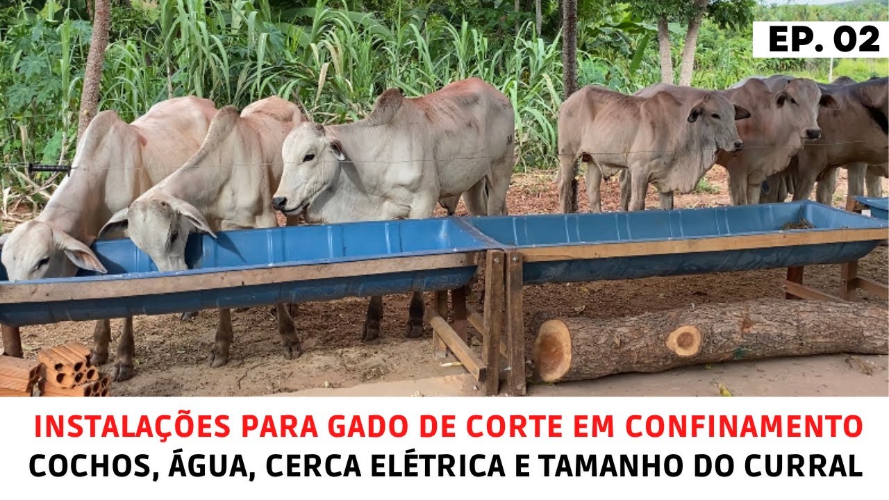 Instalações para Gado de Corte em Confinamento. Conheça a nossa Estrutura