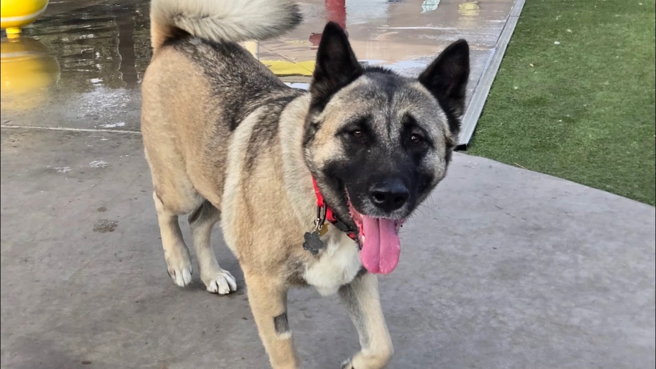 Enlarge Jewel, a ADOPTABLE Akita in Queen Creek, AZ video 3/6