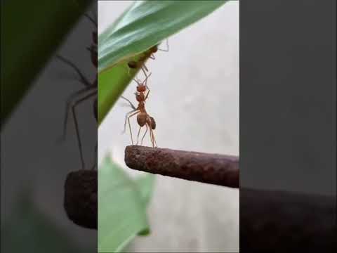 Ant gets betrayed by his friends #shorts #short #youtubeshorts #funny #animals #ants