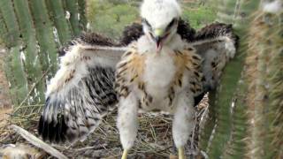 &quot;Born Free&quot; A Red-Tailed Hawk Chick