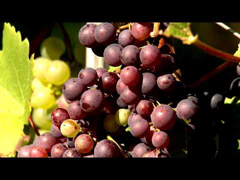 Thema der Woche Schilcher aus der Weststeiermark