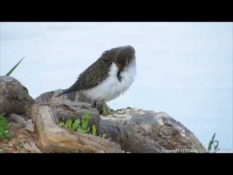 Kalužiak piskľavý (Actitis hypoleucos) — Flussuferläufer HD záber druhu