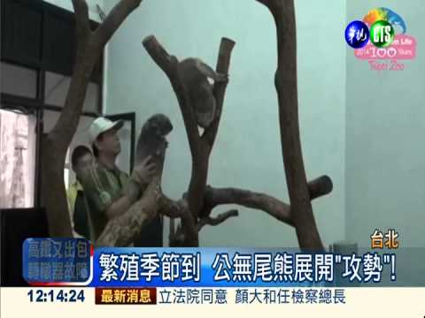 好孕成三! 動物園3無尾熊有喜