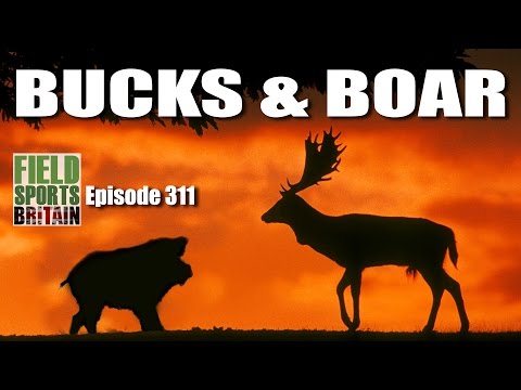 Fieldsports Britain – Bucks & Boar Fieldsports Britain – Bucks & Boar