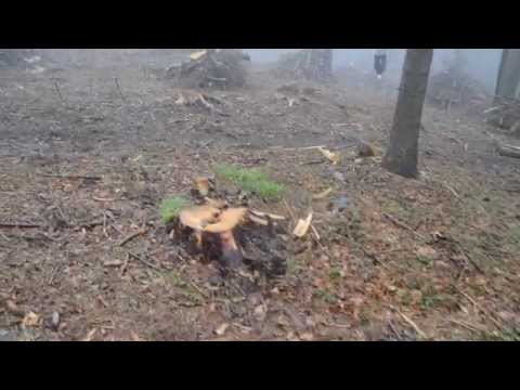 Macel in padurile din Semenic...