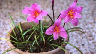 Download lagu Ya Alby .. Live musica from my hearta mp3