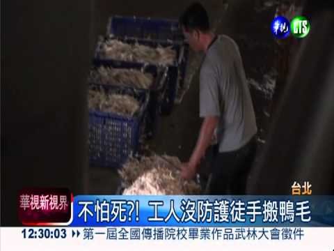 徒手搬鴨毛.死雞堆車 防疫出包?!