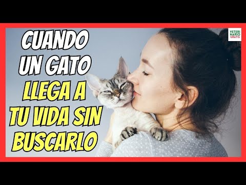 🐱 WHAT DOES IT MEAN WHEN A CAT COMES INTO YOUR LIFE WITHOUT LOOKING FOR IT? 🐱