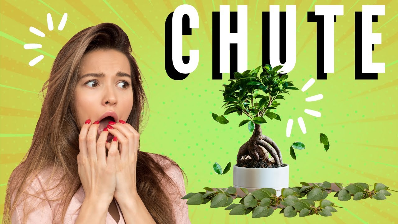 Es ce NORMAL que mon BONSAÏ PERD ses FEUILLES 