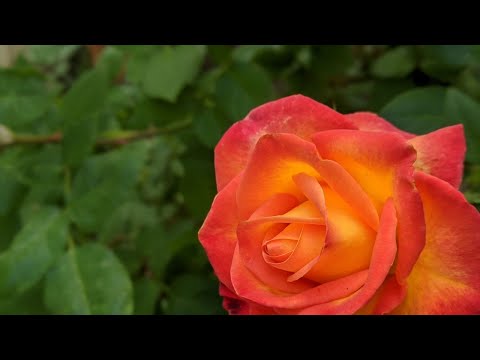 2/26/2021  For Ladies "Women of the Bible - JOCHEBED"