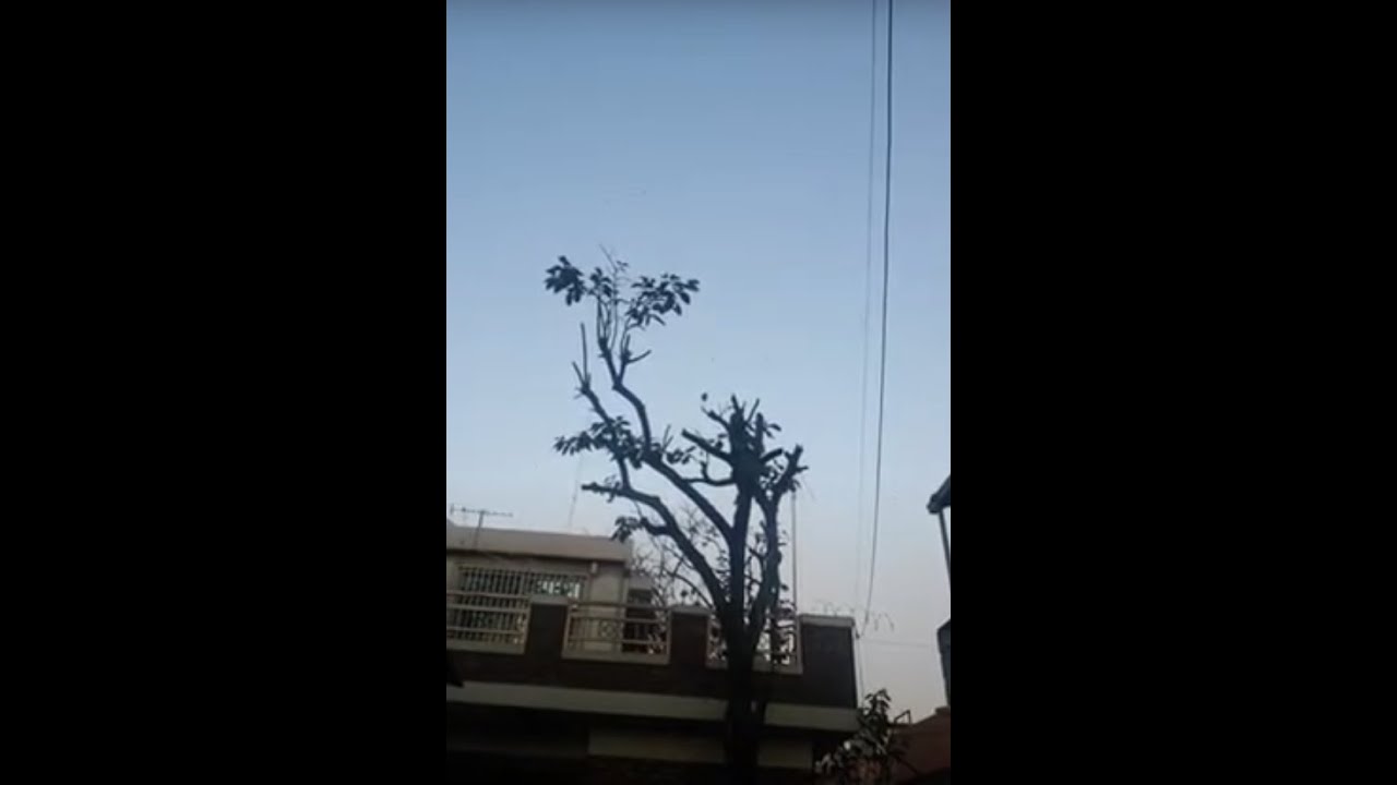 초겨울에도 활동하는 모기, 날벌레들 영상 - (주)윙킬라이프
