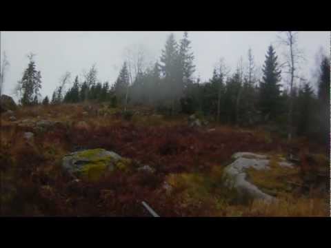 Drevjakt  på dovhjort