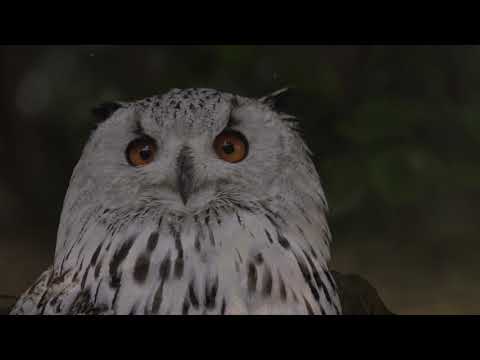 Creation by Robert Haig Coxon ~ Silent Path II... The Healing Heart