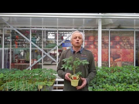 Grow for Gold - Naschgarten