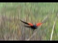 Red-winged Blackbird at Tampa Executive Airport