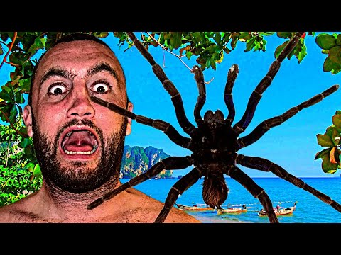 Spider Laid Eggs In My Ear?!