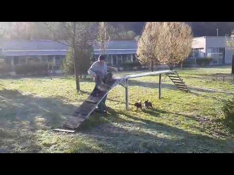 Selekcija i odgoj štenaca belgijskog ovčara - Jedinica  za operativnu podršku