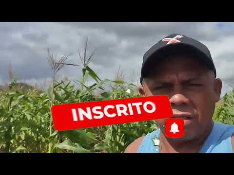 FUI MAIS UMA VEZ COMPRAR MILHO NA MALHADA DE CUITEGI NA PARAÍBA 