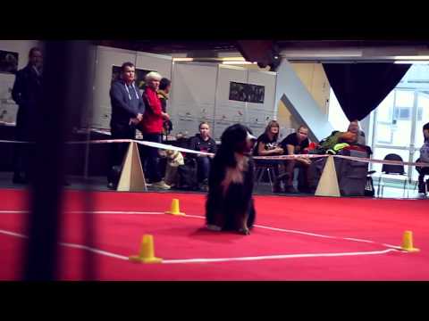 2014 11 23 Riga International obedience competition
