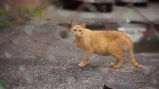 sElf - Runaway (covered by Optimus Time)