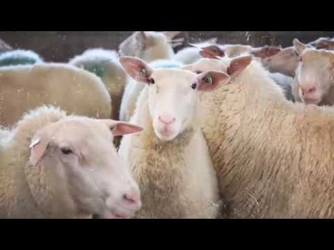 Bolja zemlja za 28.05.2017.