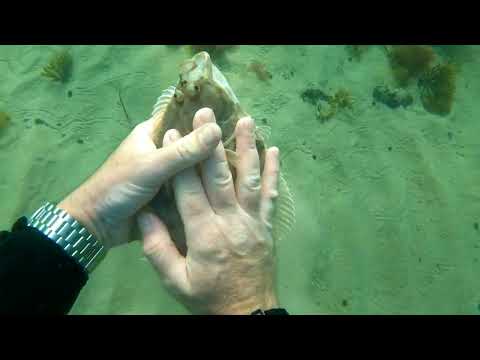 Ich suche meine Meerforelle IN der Ostsee, aber dann kommt das...