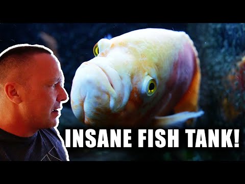This oscar aquarium is the most ridiculous I have seen AND I LOVE IT!!!