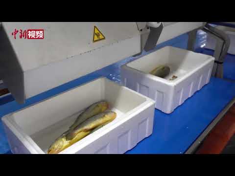 全球首艘10万吨级智慧渔业大型养殖工船首次起捕