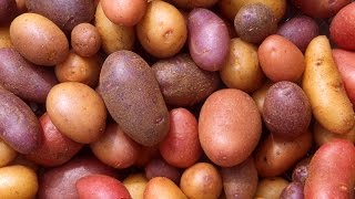 HOW TO GROW POTATOES IN A BAG