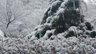 BEAUTIFUL TREES DUE TO SNOWING YESTERDAY MIDNIGHT,SHORT VIDEO