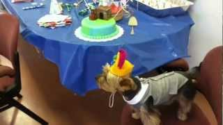 cute yorkies celebrate dog birthday party with cake and biscuit bar