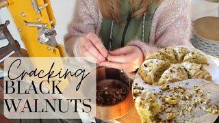 An ACTUALLY efficient way to crack Black Walnuts!! And what yummy things to make with them