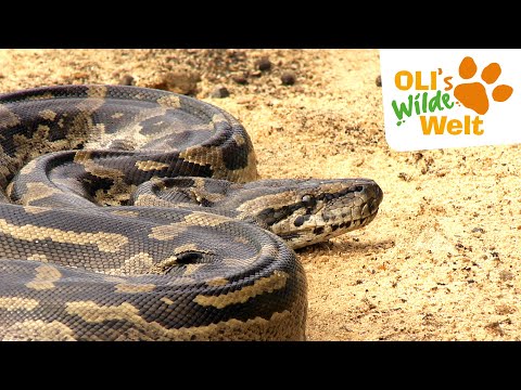 Die Autoschlange | OLI's Wilde Welt