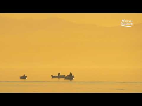 Speranța ambiental 6 - Spală-mi viața mea, instrumental music