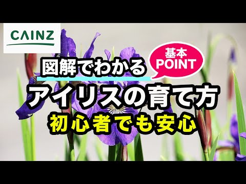 園芸 根茎アイリス、ガーデンアイリス、ヒゲアイリス