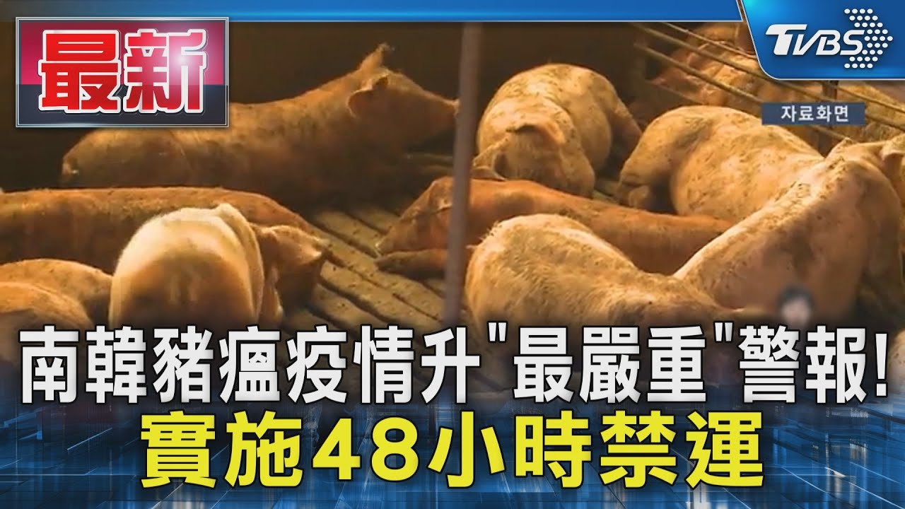 南韓豬瘟疫情升「最嚴重」警報! 實施48小時禁運