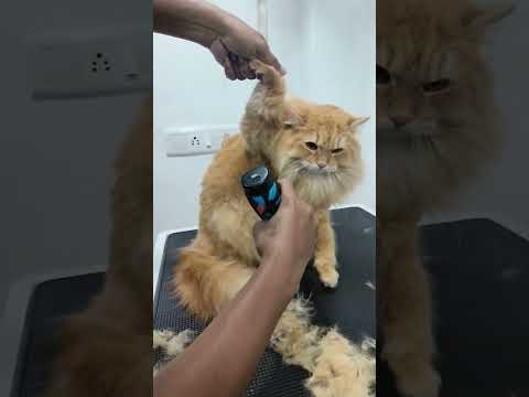 Cat Hair cutting ✂️ cat grooming #cat #catlover #catgrooming #dog #doglover #kitten ✂️😻🐾
