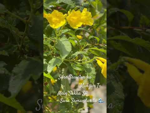 #shortsviral #viralvideo #reels #naturelovers #beautiful ❤️❤️❤️❤️❤️