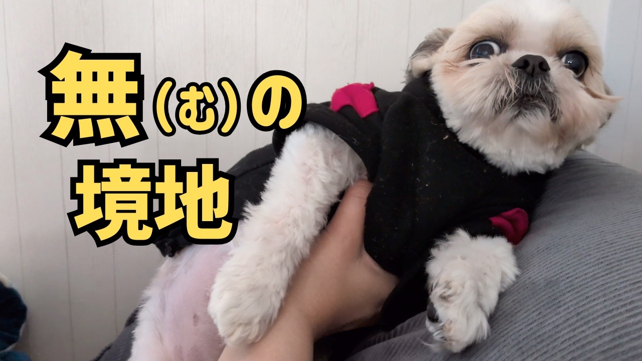 【シーズー】甘やかしすぎた結果…人を運搬機だと思っている犬の未知がこちら