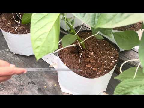 Hydroponic grow bag size,volume ,media in colour capsicum cultivation