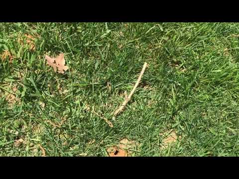 Digger Bee Community Found in Clients Yard in Kendall Park, NJ